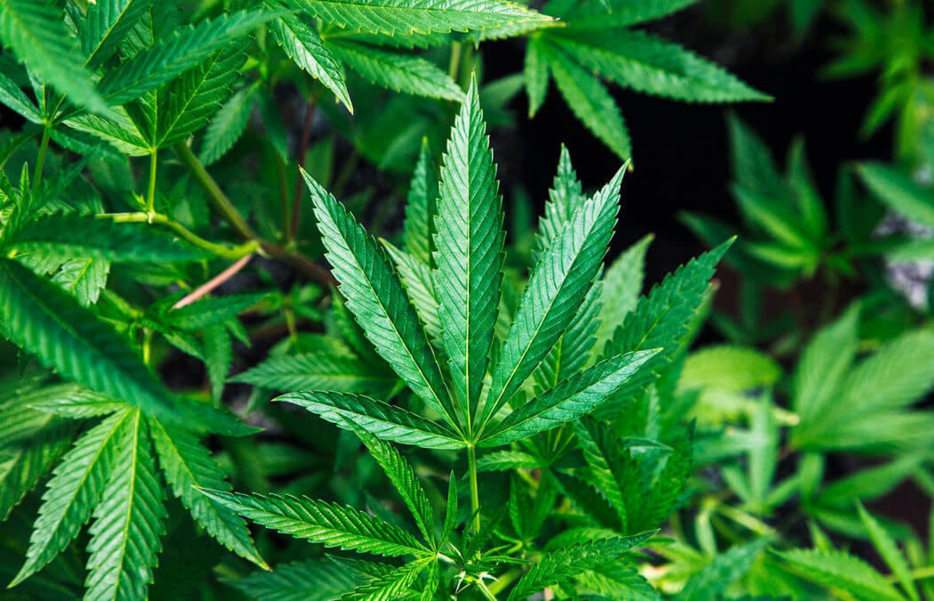 Questions abound over marijuana cases